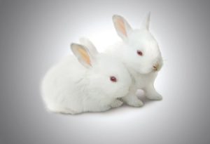 آشنایی با حیوانات خانگی مناسب کودکان