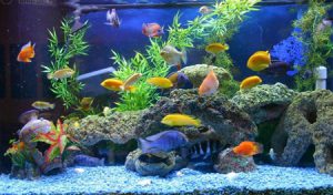 آشنایی با حیوانات خانگی مناسب کودکان