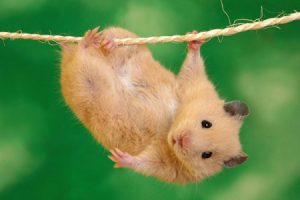 آشنایی با حیوانات خانگی مناسب کودکان