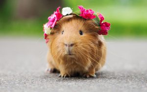 آشنایی با حیوانات خانگی مناسب کودکان